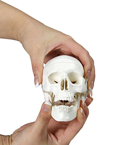 Walter Products B10219 Human Skull Model, Half Size, 3 Parts, 4 X 3 X 4 Inches #TOP1