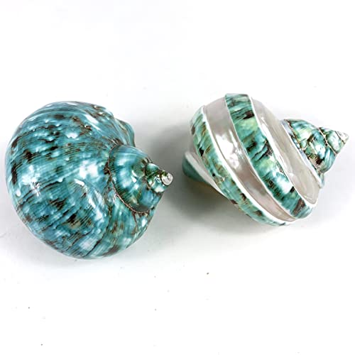 Image of Heyiwell 2PC Jade Green Turbo & Jade Green Turbo Banded Shell,Hermit Crab Shell,Turbo Shells Hermit Crab Supplies for Decor 2.5 inch~ 3.5 inch Inch