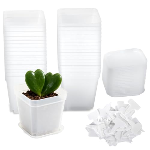 Eulihent Lot de 30 Pots Transparents en Plastique pour Plantes, 7 cm Pots Carrés Clairs avec Soucoupes et Étiquettes Incluses, idéaux pour Semis, Graines et...