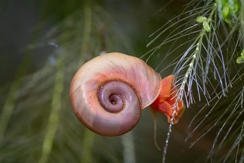 Swimming Creatures&trade; 10 PCS Pink Ramshorn Snail Live, Aquarium Exotic Freshwater Live Snail