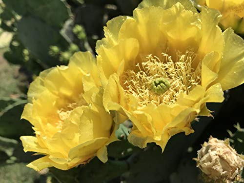 Live Opuntia Prickly Pear Cactus Winter Hardy - One Pad #TOP5