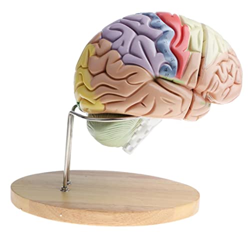 2X Magnification Human Brain Model with Colored Brain Functional Area - Perfect School Study Display - Great Anatomy Education Tool - Image 3