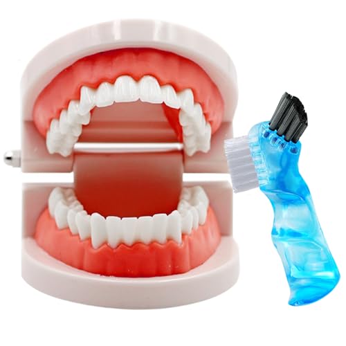 Dental Zähne Modell mit Zahnersatz Zahnbürste, Standard Zähne Modell Bürsten Zahn, Prothese Mund Modell Demonstration für Kinder Dental Teaching Tools Study Supplies