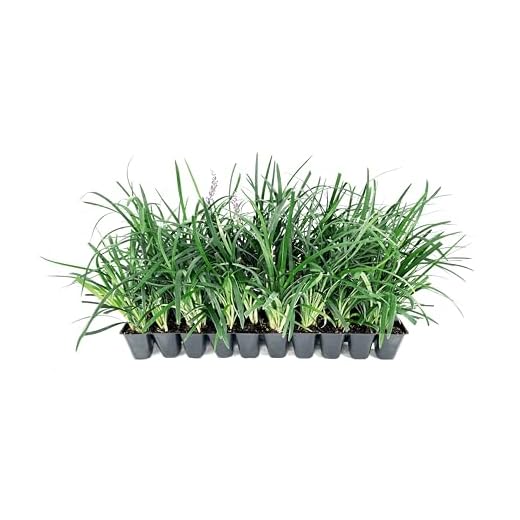 Super Blue | 3 Live Plants | Liriope Muscari | Ground Cover Plant, Ornamental Grass, Drought Tolerant, Low Maintenance, Evergreen Foliage, Purple Flower Spikes, Shade Garden Favorite, Easy to Grow