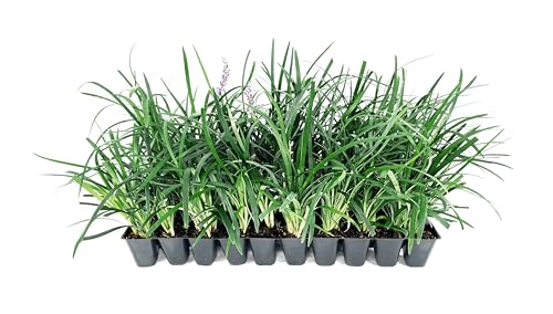 Liriope Super Blue | 10 Live Plants | Liriope muscari 'Super...