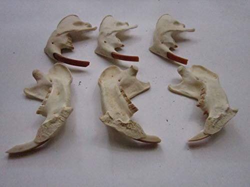 Beaver Jawbone Taxidermy Knife Handle Crafts Animal Bones