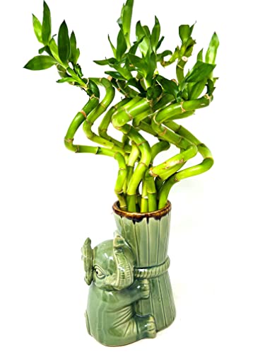 Jm Bamboo Live Lucky Bamboo Spiral Bundle 'Elephant Collection' Ceramic Vase-Unique Indoor Plants Arrangements thumb #1