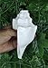 ASHIRWAD Genuine Blowing Shankh Vamavarti Dattatreya - Conch Shell - Puja Ritual - Shankhnaad (8.0 inches)