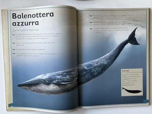 Il Magnifico Libro Del Mare - 6