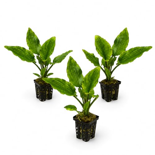 AquaBreedingSkill Set aus 3 Stück Aquarium Pflanzen Echt Set Anubias Microsorum Lebende Wasserpflanzen Pflegeleicht ideal für Fische & Garnelen mit Pflanzenpass (Lagenandra 3 pcs)