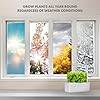 Click & Grow Indoor Herb Garden Kit with Grow Light | Smart Garden for Home Kitchen Windowsill | Easier Than Hydroponics Growing System | Vegetable Gardening Starter (3 Basil Pods Included), White #4
