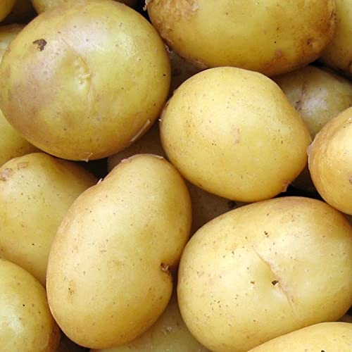 Seed Potato Organic Gatsby Early Main Crop Potatoes Grow Your Own Vegetables x 10 Tubers