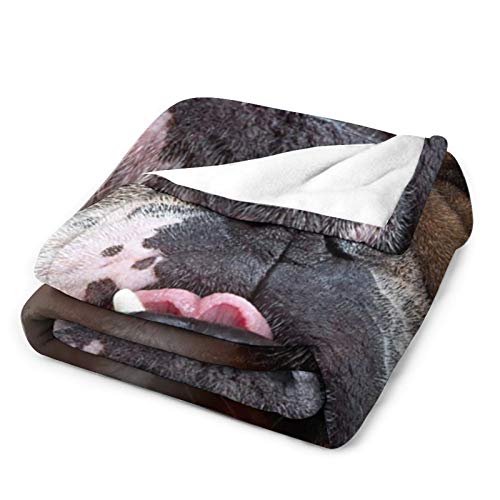 Flannel Fleece Blanket Softness Throw Blanket Smothness Fluffy Blanket Cool Bulldog Face Pug Dog Pattern Air-Conditioned Quilts For All Season (30 X 40 Inches) #TOP2