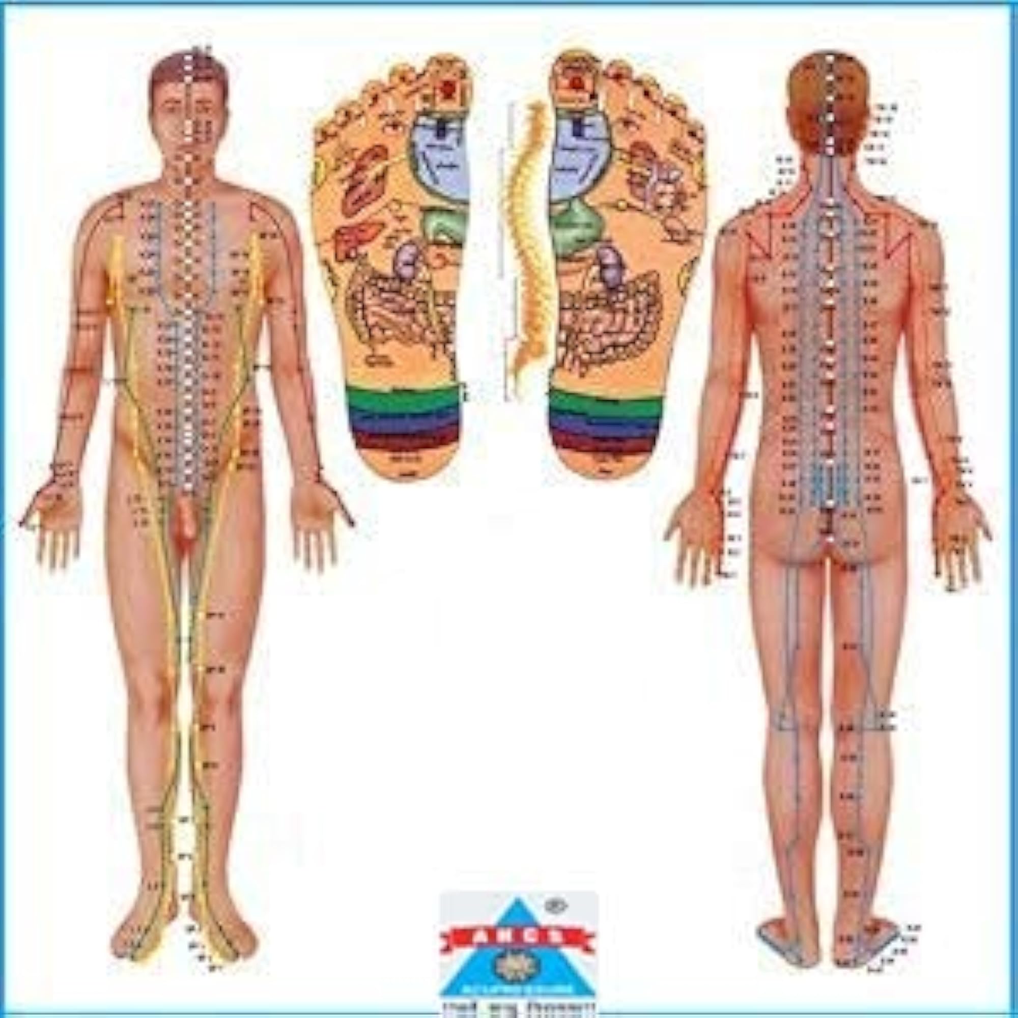 ANCS Acupressure Point Seat Use, Wellness Therapy
