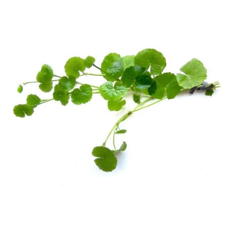 SubstrateSource Hydrocotyle leucocephala Brazilian Pennywort Live Aquatic Aquarium Plant Cover