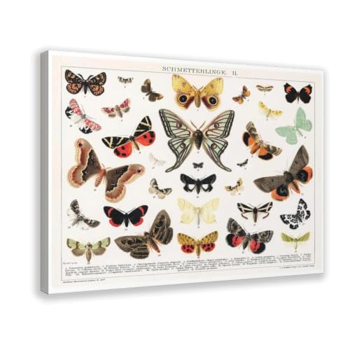 Poster papillon vintage cadeau idéal décoration toile faune sauvage bureau
