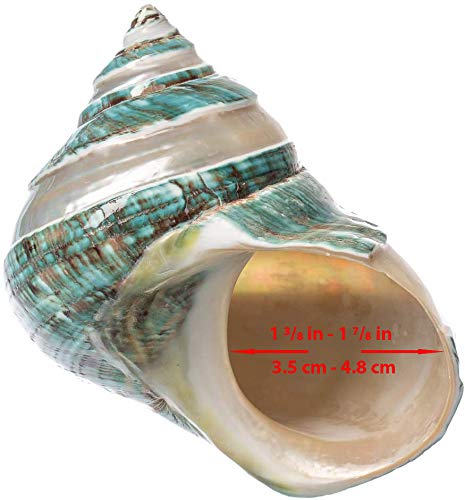 Hermit Crab Shells | Turbo Shells | Jade Green Banded Turbo Shell 3.5"-4" | Hermit Crab House For Décor | Plus Free Nautical Ebook By Joseph Rains #TOP4