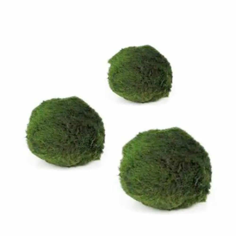 Aqua Essentials Marimo Moss ball - Chladoflora 2cm For Planted Aquariums
