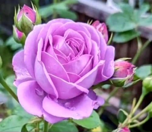 青 薔薇 苗」の人気商品一覧・価格比較 - 価格.com