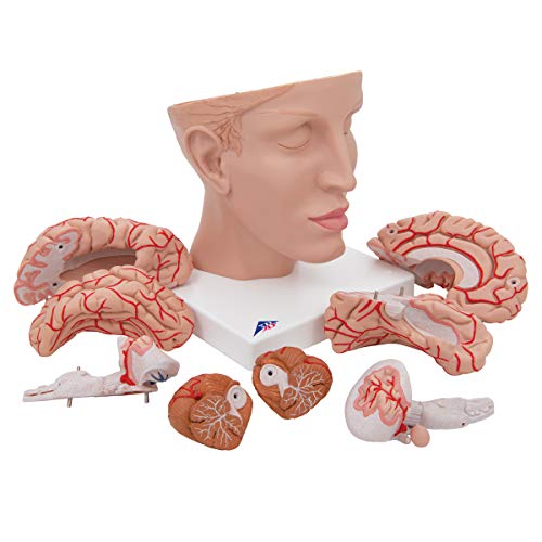 Image of 3B Scientific C25 Deluxe Brain w / Arteries on base of head 8-part - 3B Smart Anatomy