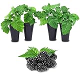 BlackBerry Plants Freedom-Ark (4 Pack) Live for Sale | Easy to Grow Plants | Edible Fruit Plant for Sustainable Living | Grow Your own Food on Your Organic Garden | Live for Planting |