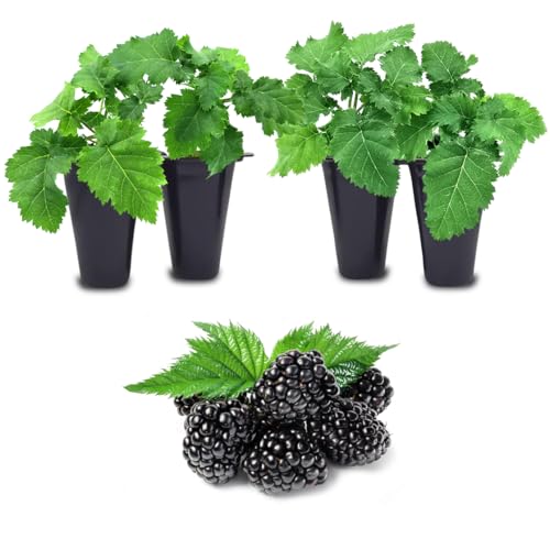 BlackBerry Plants Freedom-Ark (4 Pack) Live for Sale | Easy to Grow Plants | Edible Fruit Plant for Sustainable Living | Grow Your own Food on Your Organic Garden | Live for Planting |