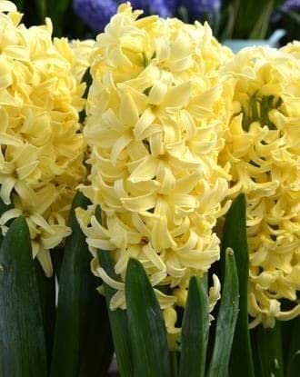 Radha Krishna Agriculture® Hyacinth Winter Flower Bulbs, garden hyacinth Hybrid Flower Bulbs for Home Gardening (PACK OF 6, Orange) (B09KZBHT83) Amazon Price History, Amazon Price Tracker