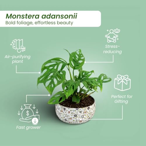Image of Amulya Farms Indoor Plants For Home | Monstera Broken Heart Live Plant in Floral Print Metal Pot | Air Purifying and Decorative Plants for Home & Office
