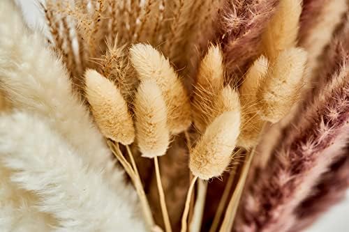 Pampas Grass | 40 Stems | 45cm - Boho Plant | Artisan Home Décor Real Dried Natural Pampas Grass | Dried Plants Bunny Tail Wedding Flowers for Vase.