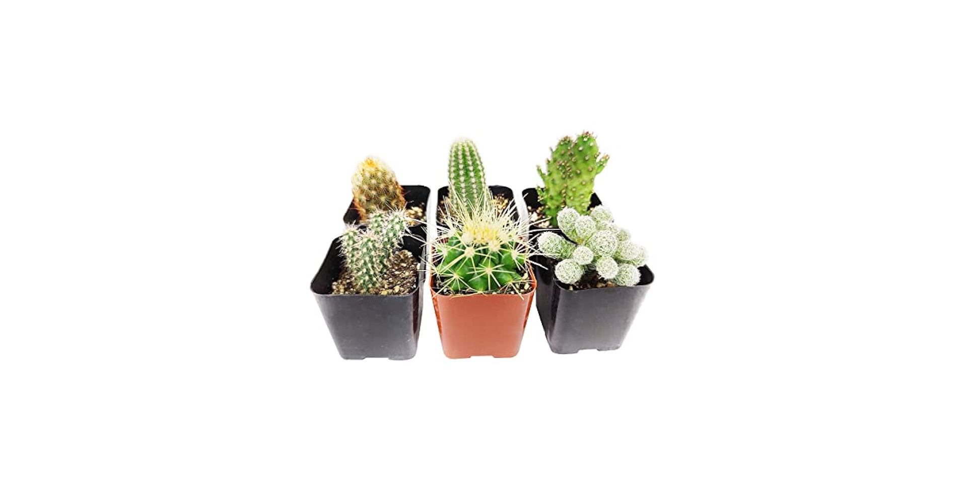 Nala・ナラ・Cactus all in one・nala Nala・ナラ・Cactus all in one・nala