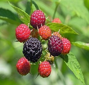 TM 25 Heirloom Black Raspberry - Seeds