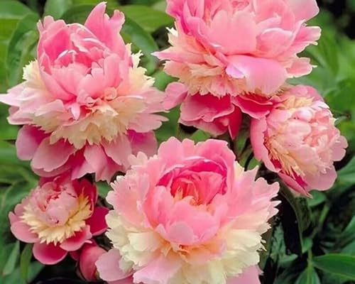 I bulbi di peonia dal profumo intenso sono adatti alla piantagione in giardino, con colori eleganti e nobili-2bulbi-C