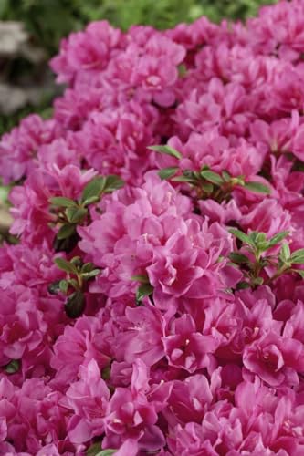 Rhododendron obtusum 'Petticoat' 20-25 cm – Winterhart, Immergrün, Pflegeleicht – Japanische Azalee – Zierstrauch für Beet & Kübel