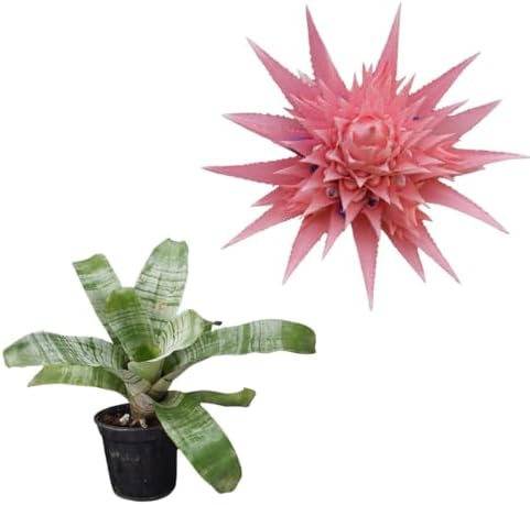 Muda Bromelia Aechmea Fasciata Clorofito Planta Natural Rara