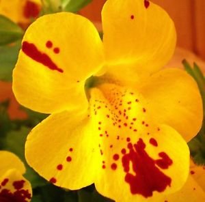 See full amazon price history chart for Indian Gardening Yellow Monkey Flower Mimulus Seeds 25 Seeds Indian Gardening Yellow Monkey Flower Mimulus Seeds 25 Seeds (B00IRZPAN2) Amazon Price History, Amazon Price Tracker