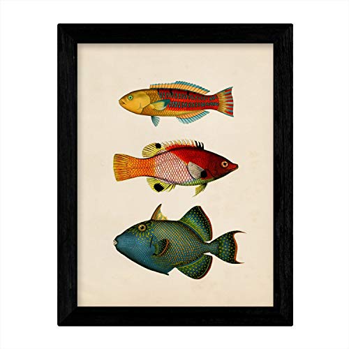 Affiches poisson coloré vintage Maldives Nacnic A3 x4