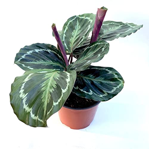 Creative Farmer Indoor Plants Calathea Roseopicta Madallion, 12 Cm Pot Live - Gardening|Home Decoration|Hanging Basket (Gardening Healthy Plant)