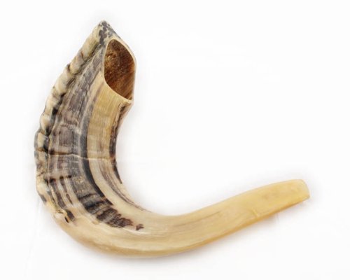 Ram's Horn Shofar Koscher, 29,2 cm, Naturweiß