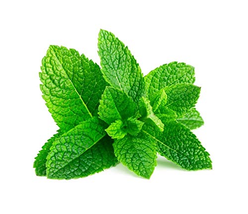 300 graines de MENTHE Verte - Mentha Viridis - Herbes aromatiques