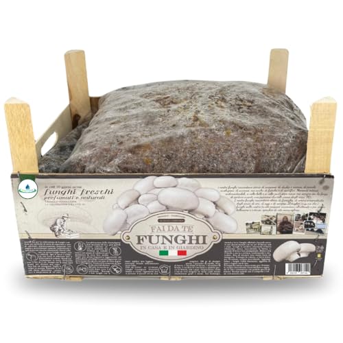 acquaverde Kit Coltivazione Funghi Champignon Bianco