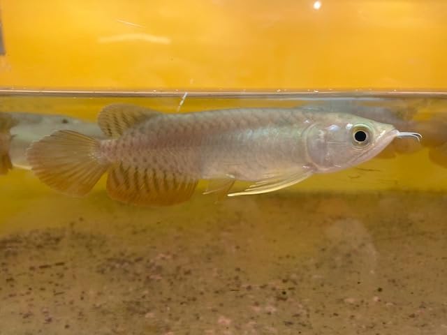 Amazon | （熱帯魚）アロワナ アジアアロワナ 紅尾金龍 12-14cm 1匹 
