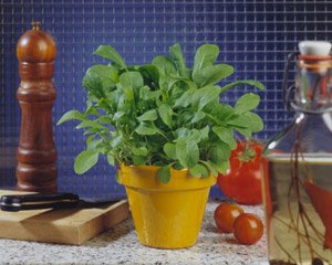 Arugula Rocket (Roquette) Eruca vesicaria Sativa 5,000 Seeds