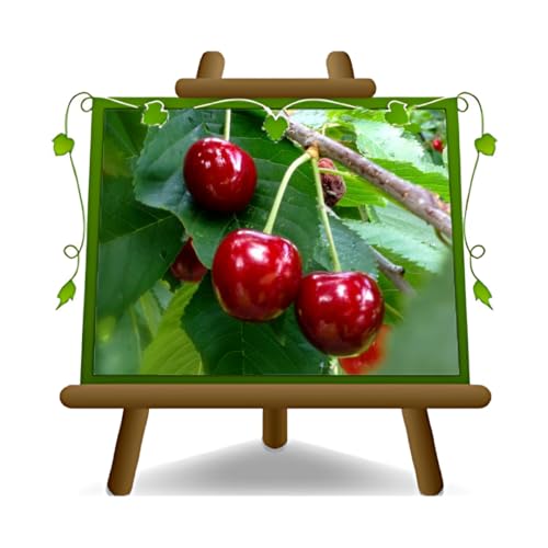 Cereza dulce Durone Negro II de Vignola - planta frutal vieja fruta en maceta 20 árbol max 170 cm – 2 años cultivo Italia