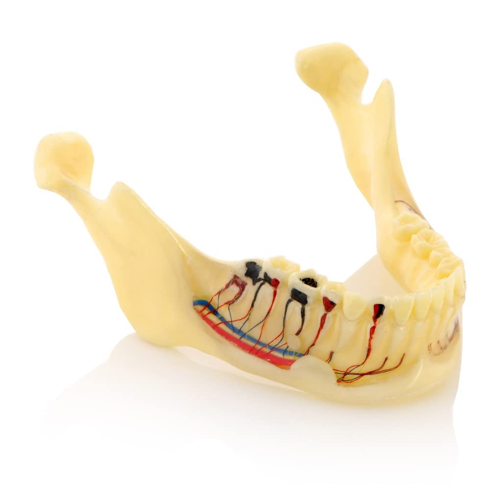 See full amazon price history chart for iDENTical Mandible Bone Model M4014 used for anatomy classes, dental schools, and medical training iDENTical Mandible Bone Model M4014 used for anatomy classes, dental schools, and medical training (B0BWRDL3QS) Amazon Price History, Amazon Price Tracker