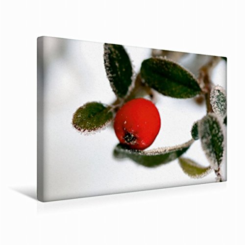 CALVENDO Felsenmispel mit Frost