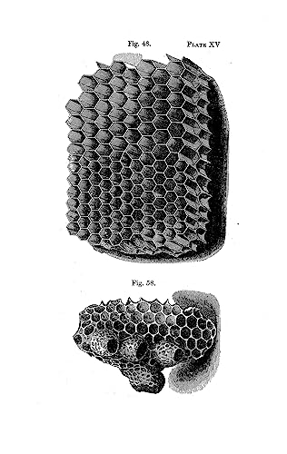 Dover Publications 77ILL. Langstroth'S Hive And The Honey-Bee: The Classic Beekeeper'S Manual thumb #15