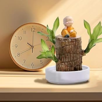 Brazilian Wood Plant, Mini Brazil Lucky Wood Hydroponic Plant Home