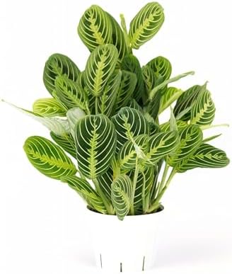 Lemon Lime Maranta Live Plant -Indoor House Plant - Prayer Plant - Low Light Houseplants - Plants Live Houseplants Low Maintenance - 6" Pot