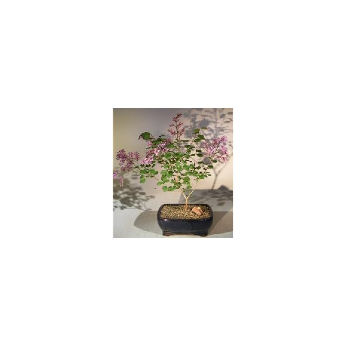 Buy Bonsai Boy's Flowering Dwarf Korean Lilac Bonsai Tree syringa