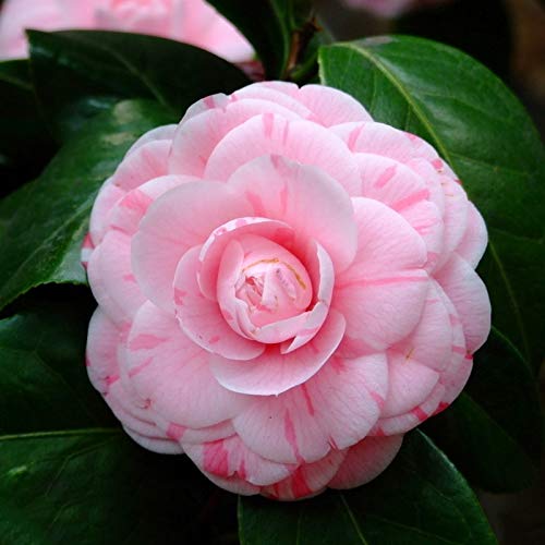 Raras semillas de camelia de doble color rosa semillas de flores de jardín en macetas plantas ornamentales en macetas semillas de camelia japonesa 100 piezas Raras semillas de camelia de doble color rosa semillas de flores de jardín en macetas plantas ornamentales en macetas semillas de camelia japonesa 100 piezas